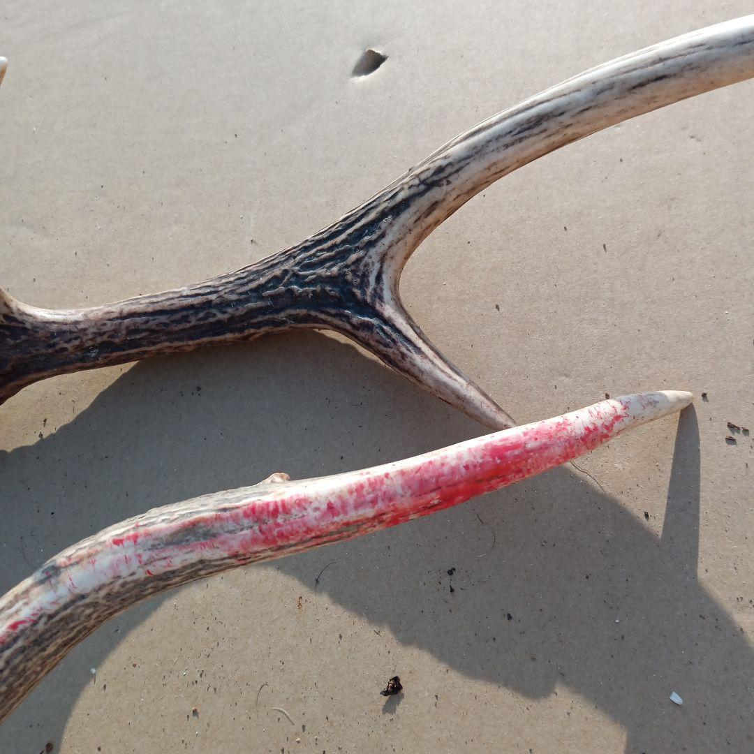 ク*ト様 蝦夷鹿の角 　犬のおもちゃ 工芸品などに 8番