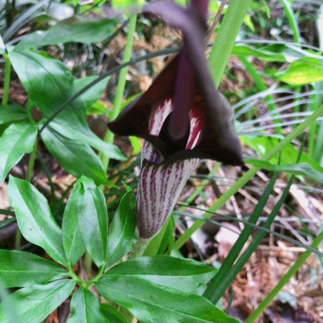 ミニウラシマソウ5.6本　浦島草　苗　 山野草　耐寒性多年草　多年草　天南星