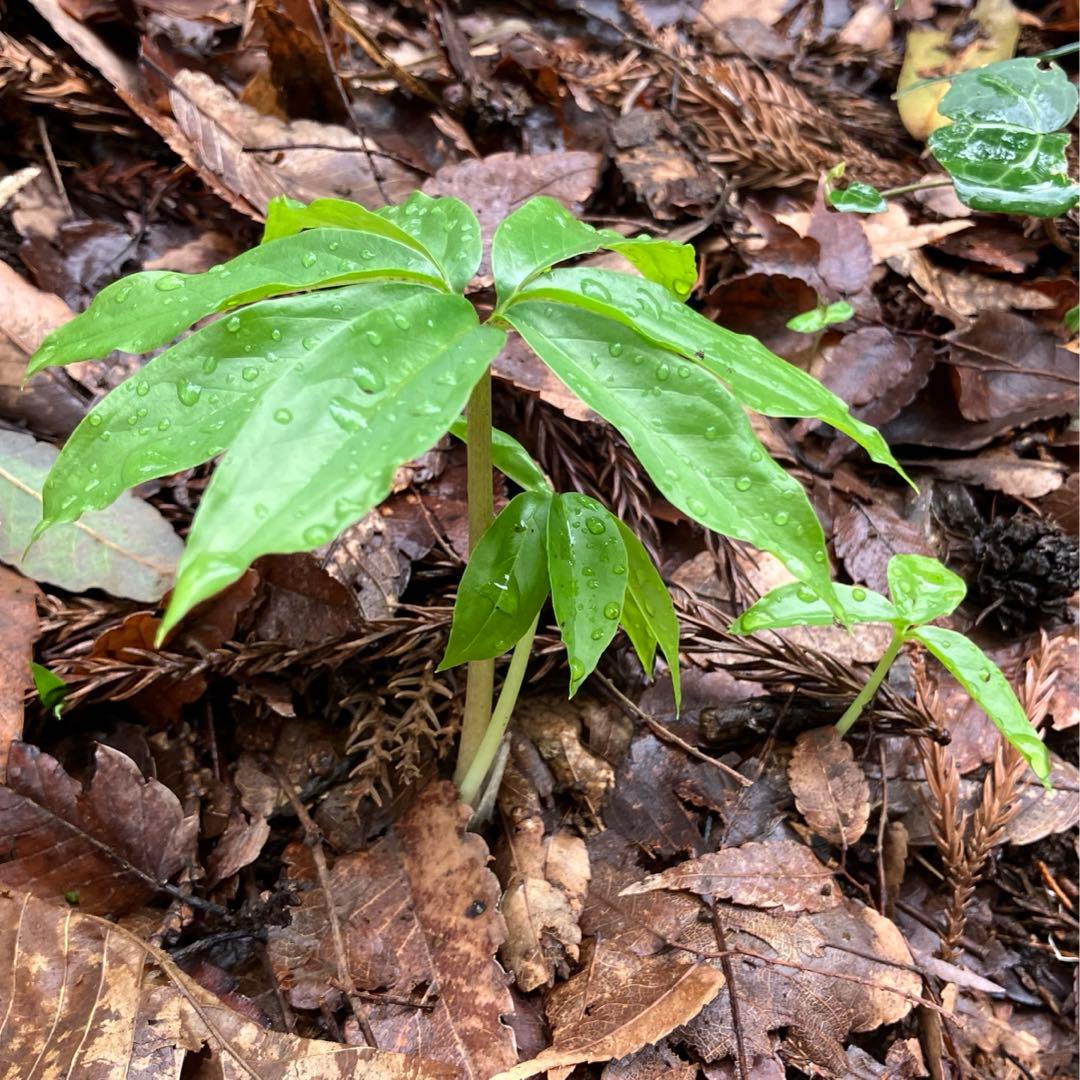 ミニウラシマソウ5.6本　浦島草　苗　 山野草　耐寒性多年草　多年草　天南星