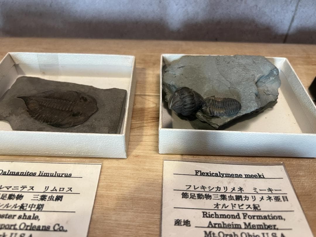 し*め様 化石 9点 / 三葉虫 カンブリア紀～デボン紀 / 産地：北米・南米