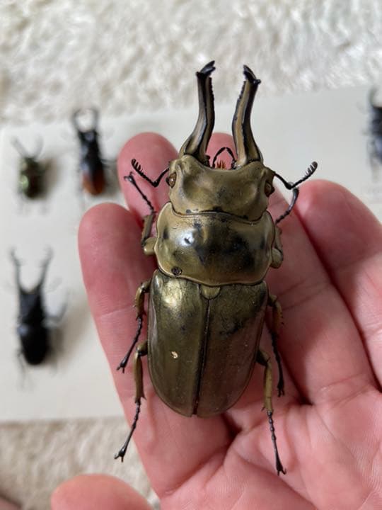 オウゴンオニクワガタ　約75㎜（針穴無し）