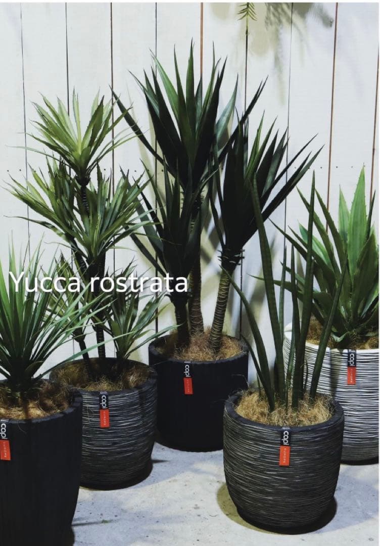 光触媒　人工観葉植物　ウォールグリーン　フェイクグリーン　アガベ・アメリカーナ