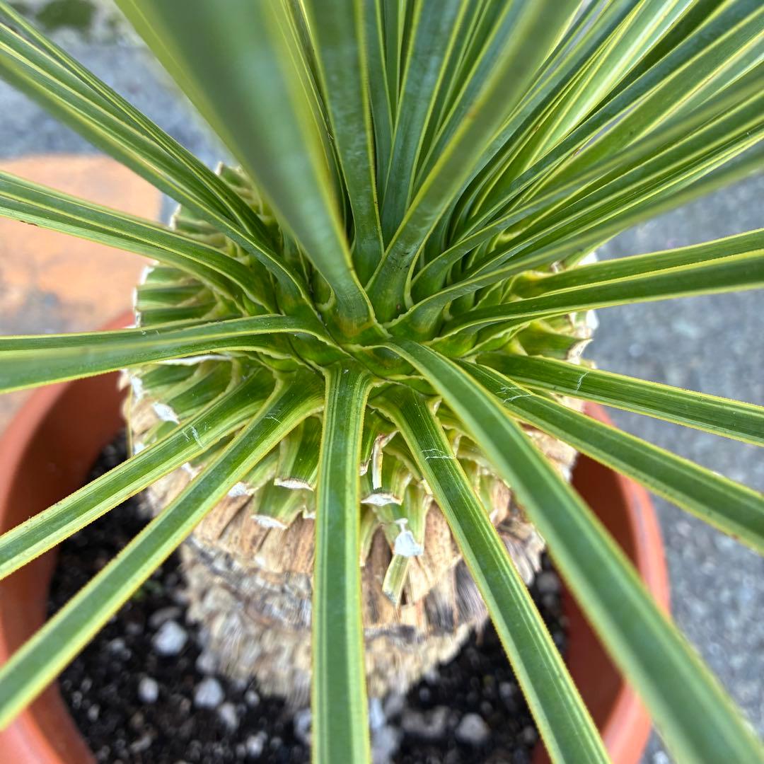 ユッカ　ロストラータ　斑入り