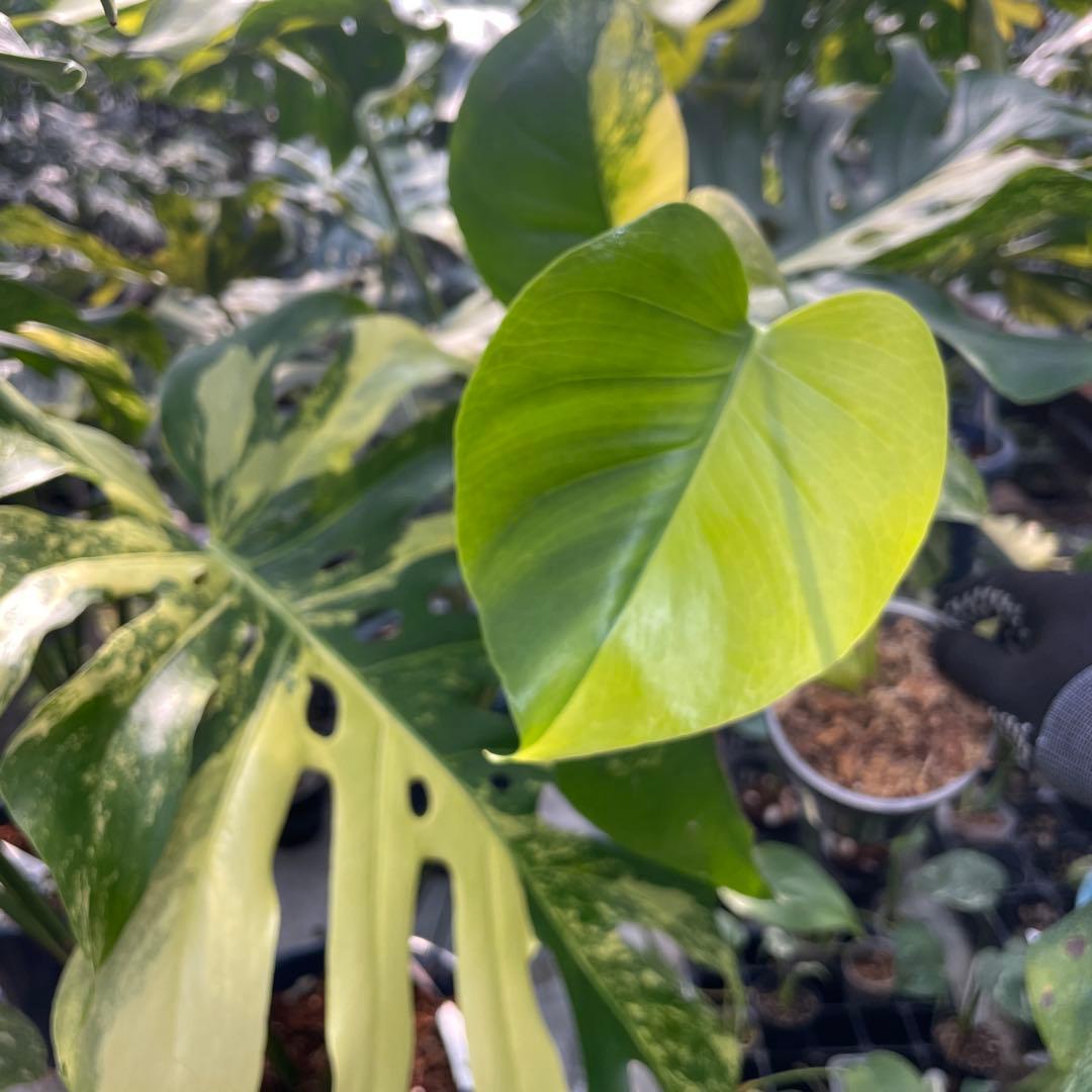 MS18 モンステラ　イエローマリリン　黄斑入り