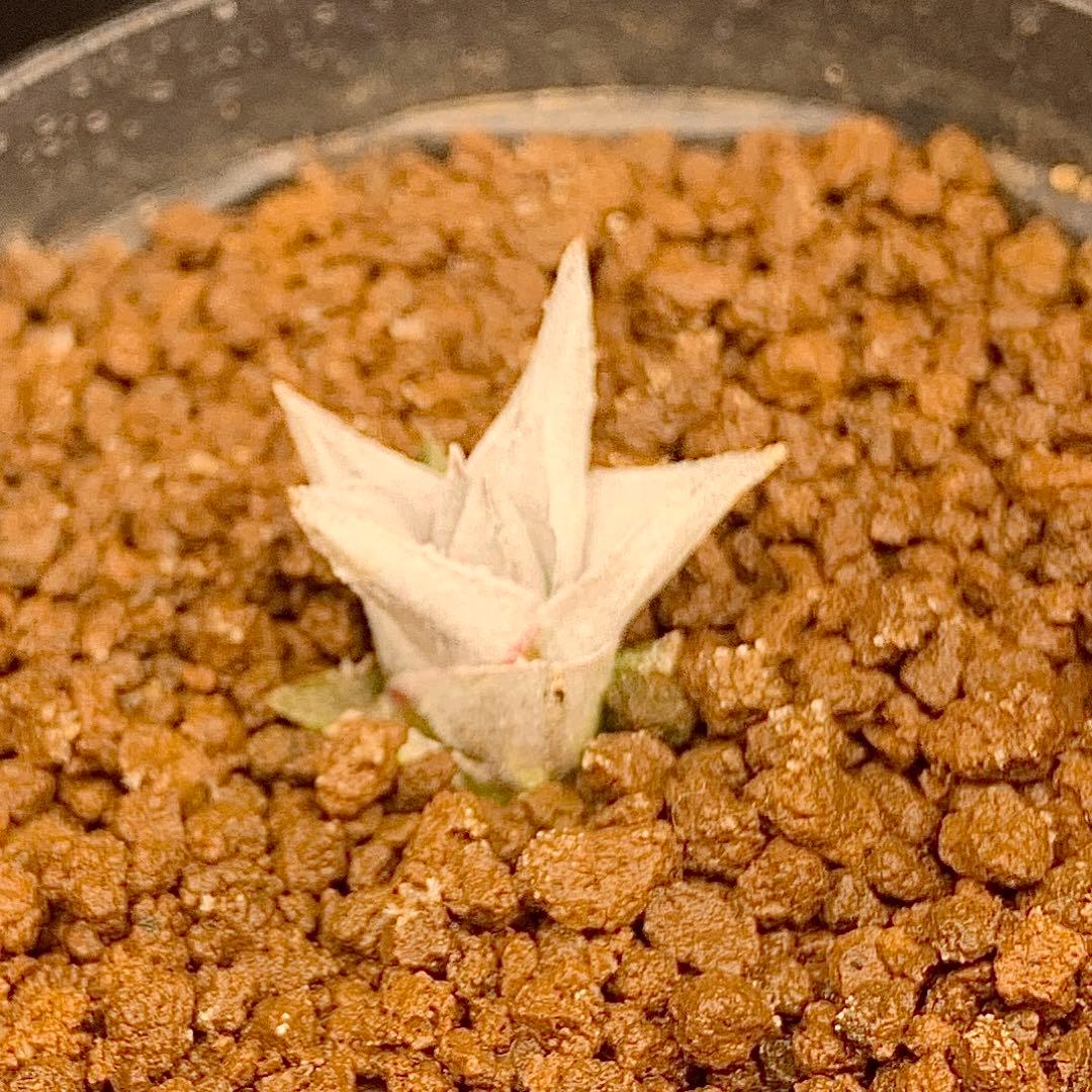 写真2-4枚目！　エンコリリウム　ペディセラツム　多肉植物