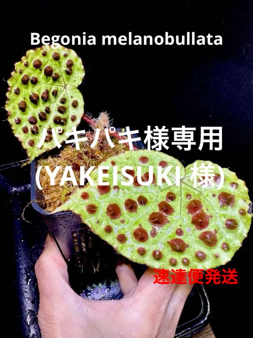 専用❣️Begonia melanobullataベゴニアメラノブラータ❣️原種