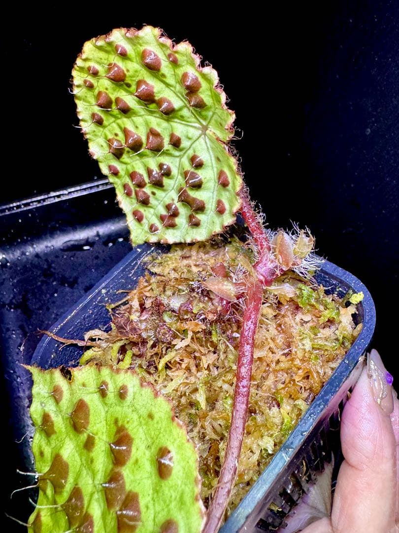 専用❣️Begonia melanobullataベゴニアメラノブラータ❣️原種