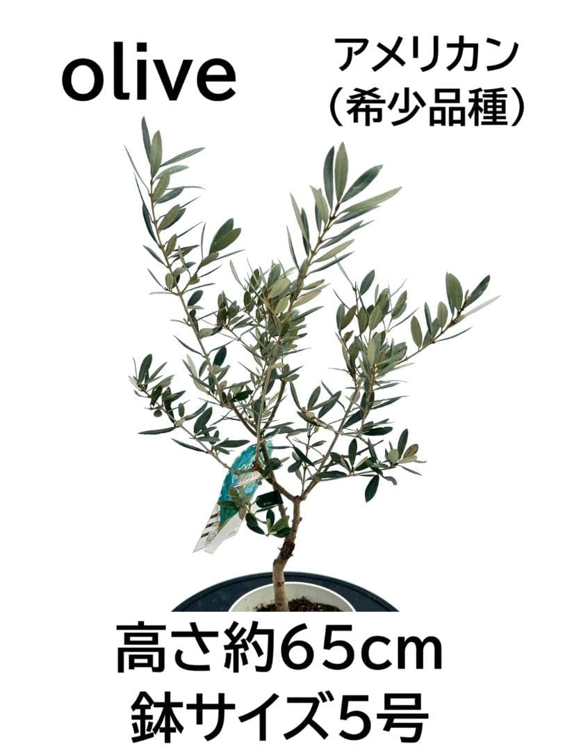 オリーブの木　アメリカン　5号　約65cm　NO.842　希少品種　現品掲載