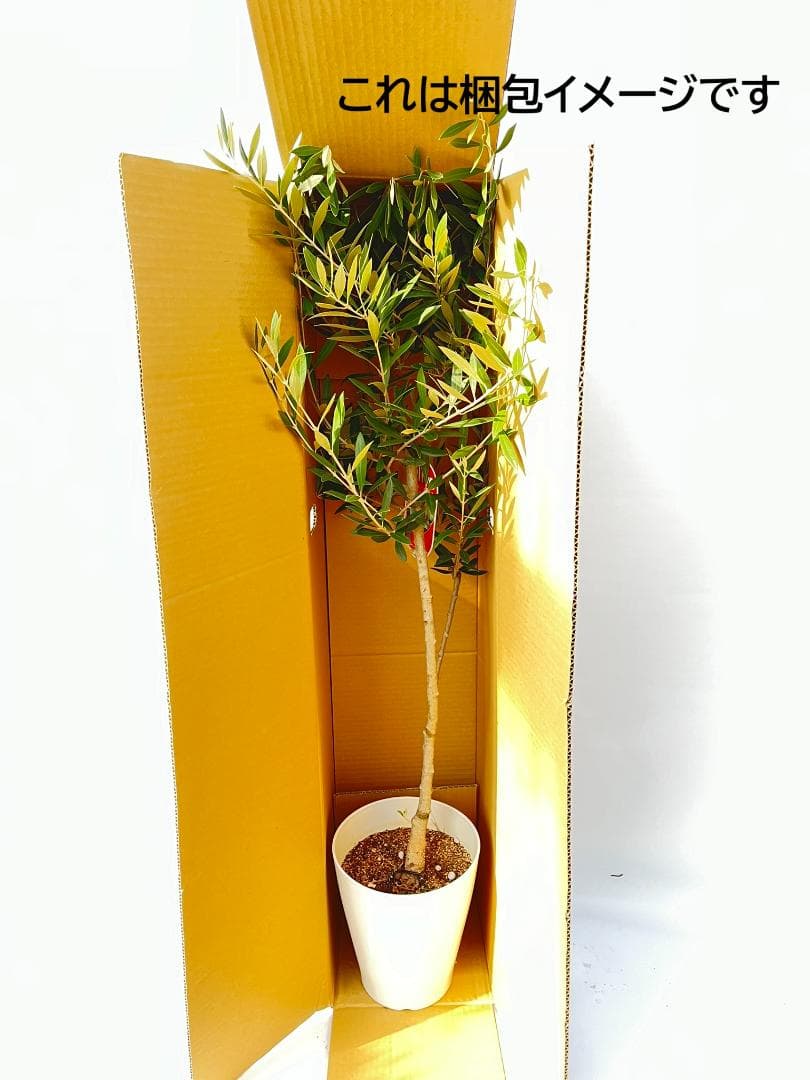 オリーブの木　アメリカン　5号　約65cm　NO.842　希少品種　現品掲載