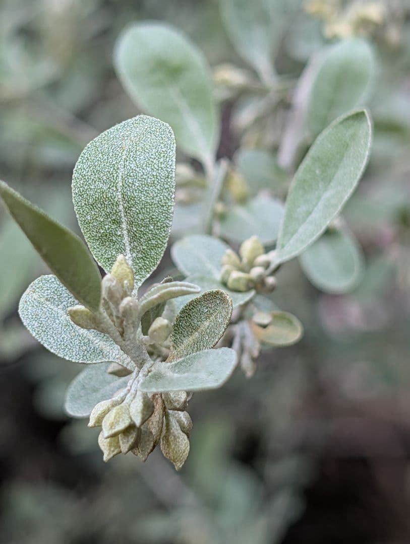 ❈ ロシアンオリーブ フレッシュ ❈