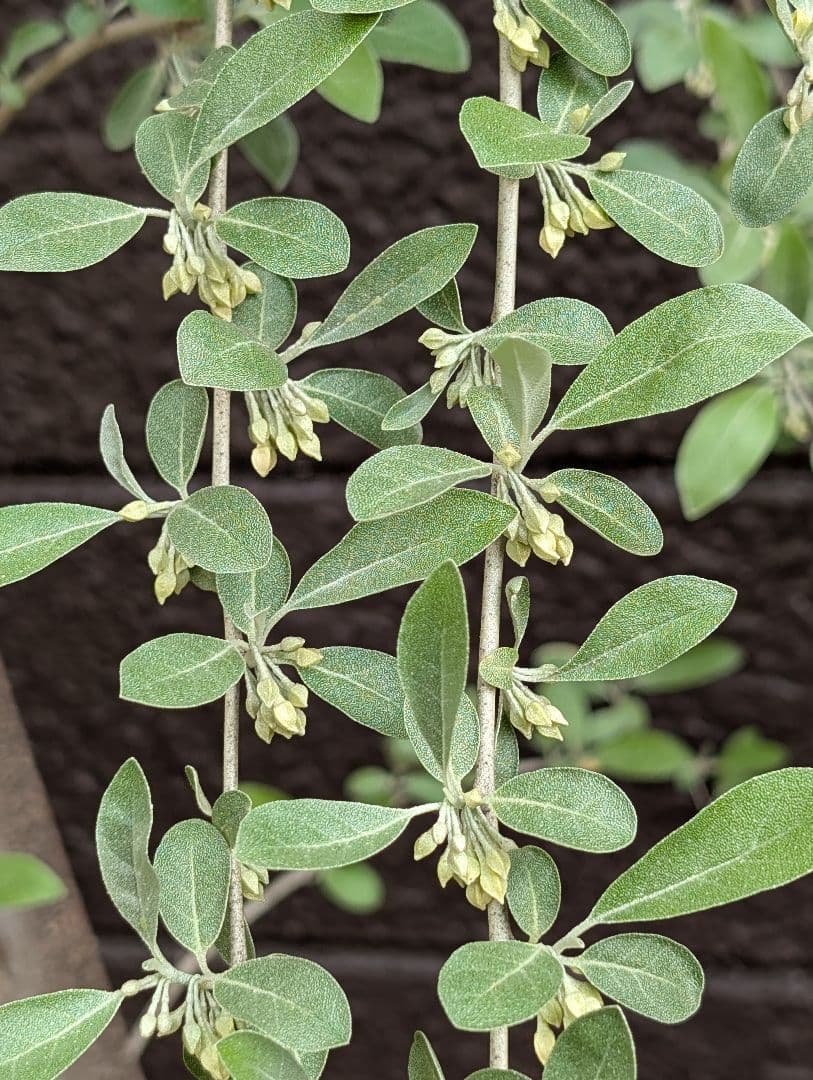 ❈ ロシアンオリーブ フレッシュ ❈