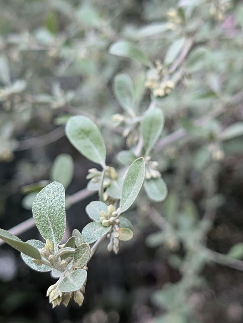 ❈ ロシアンオリーブ フレッシュ ❈