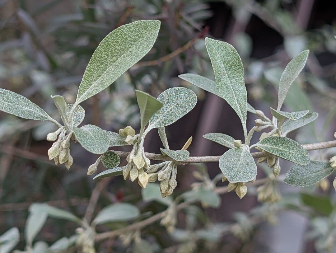 ❈ ロシアンオリーブ フレッシュ ❈