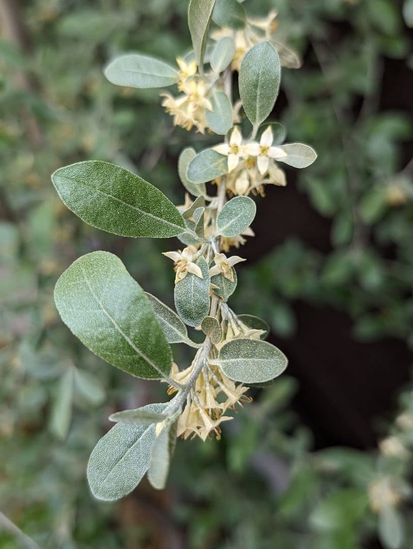 ❈ ロシアンオリーブ フレッシュ ❈