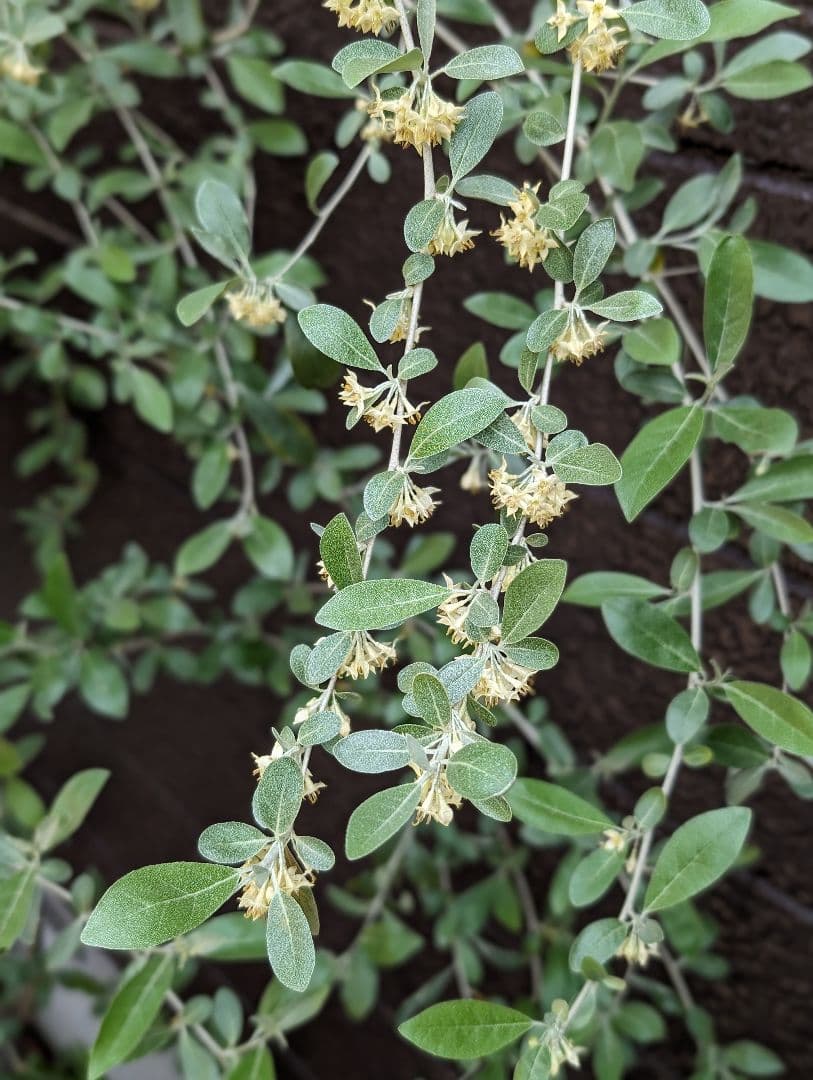 ❈ ロシアンオリーブ フレッシュ ❈