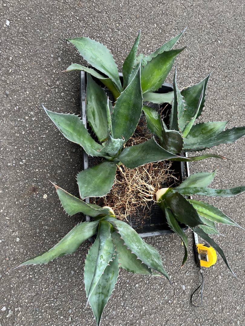 アガベ　アトロビレンス　シグマトフィラ　中株セット