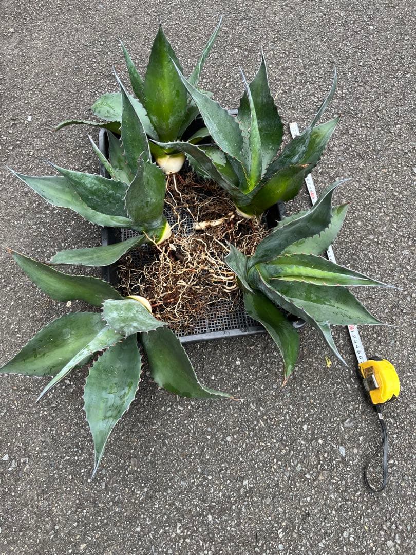 アガベ　アトロビレンス　シグマトフィラ　中株セット