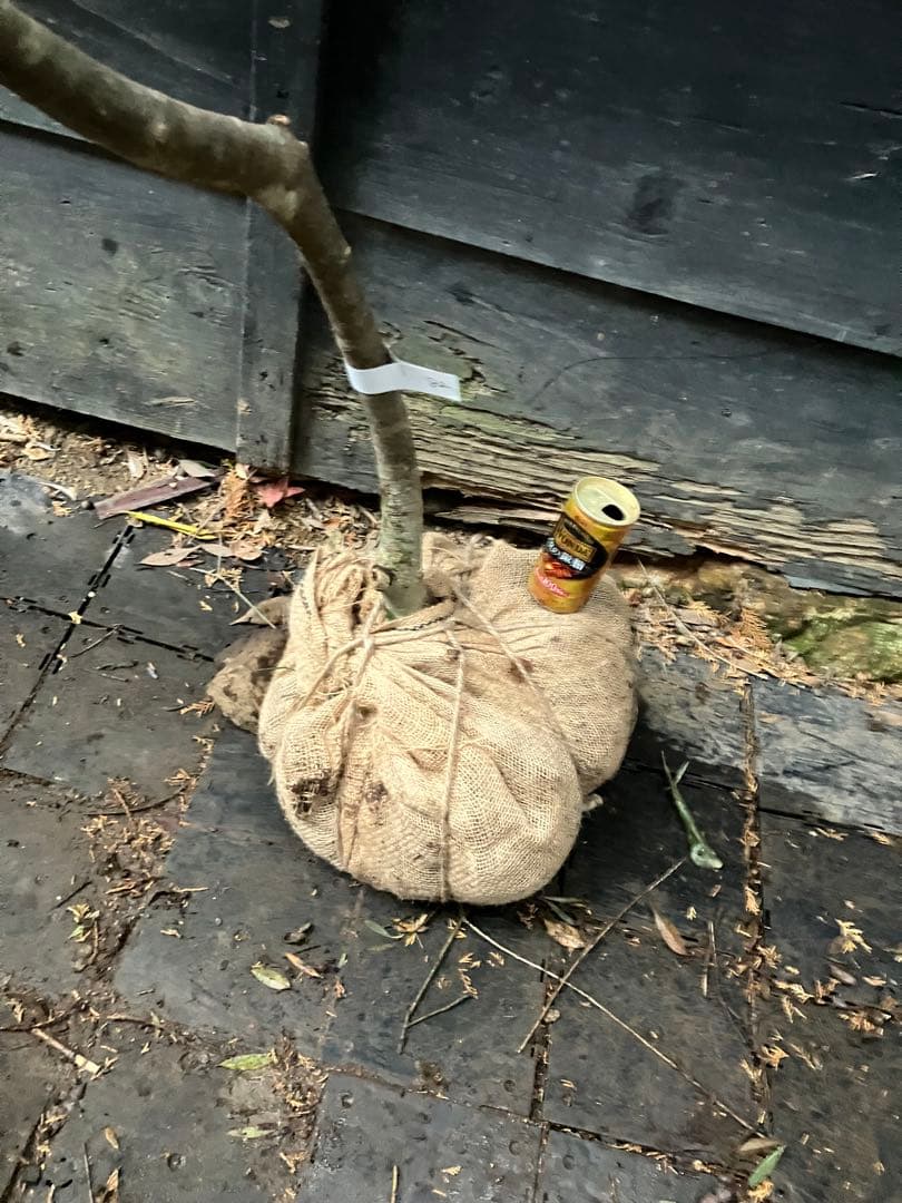 82 山採り　アオダモ