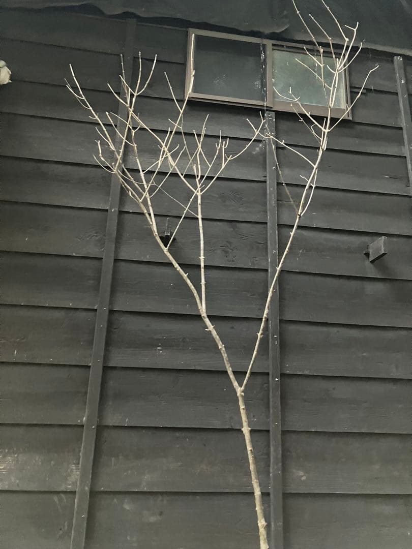 82 山採り　アオダモ