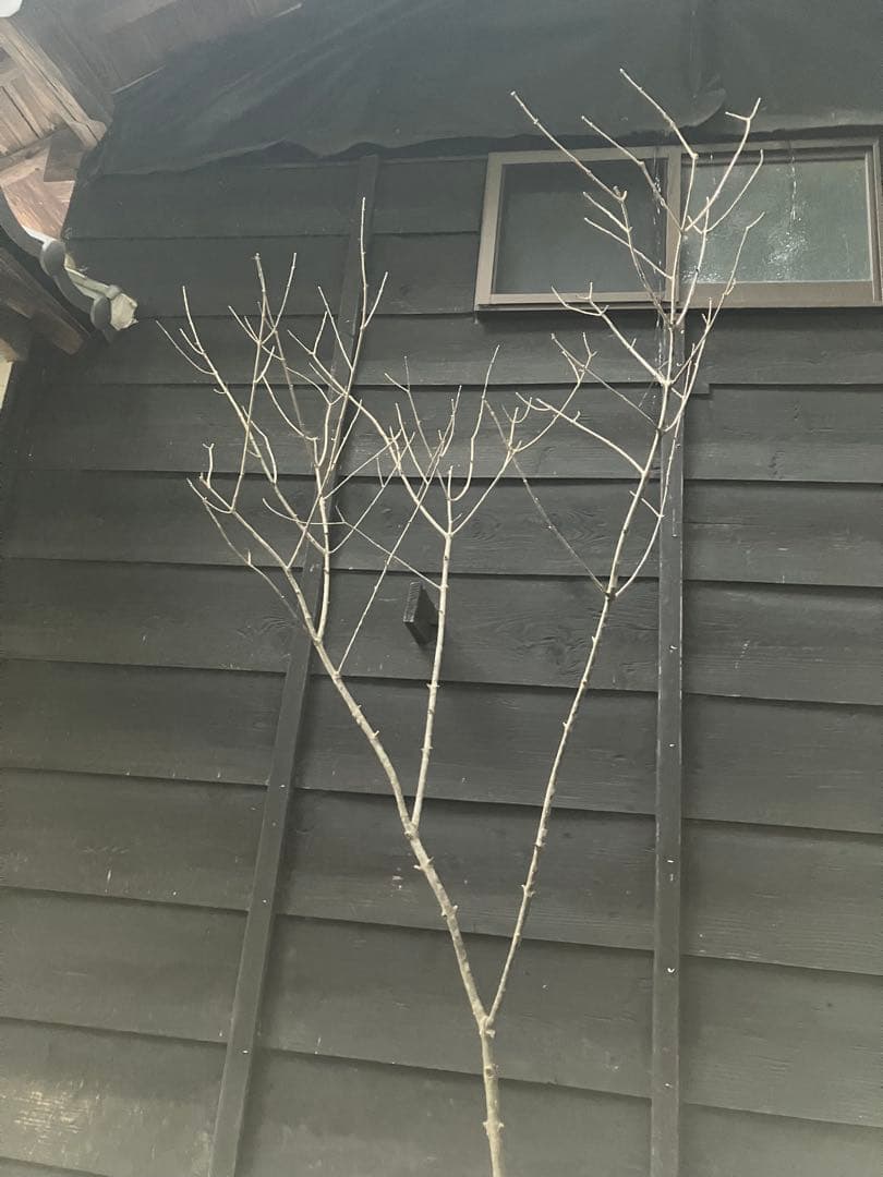 82 山採り　アオダモ