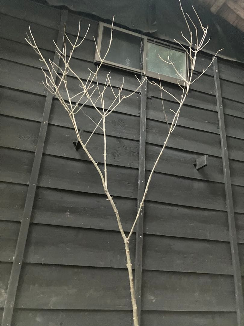 82 山採り　アオダモ