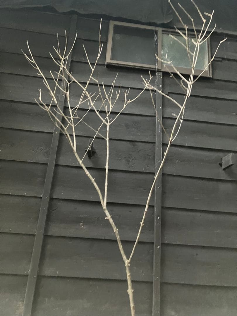 82 山採り　アオダモ