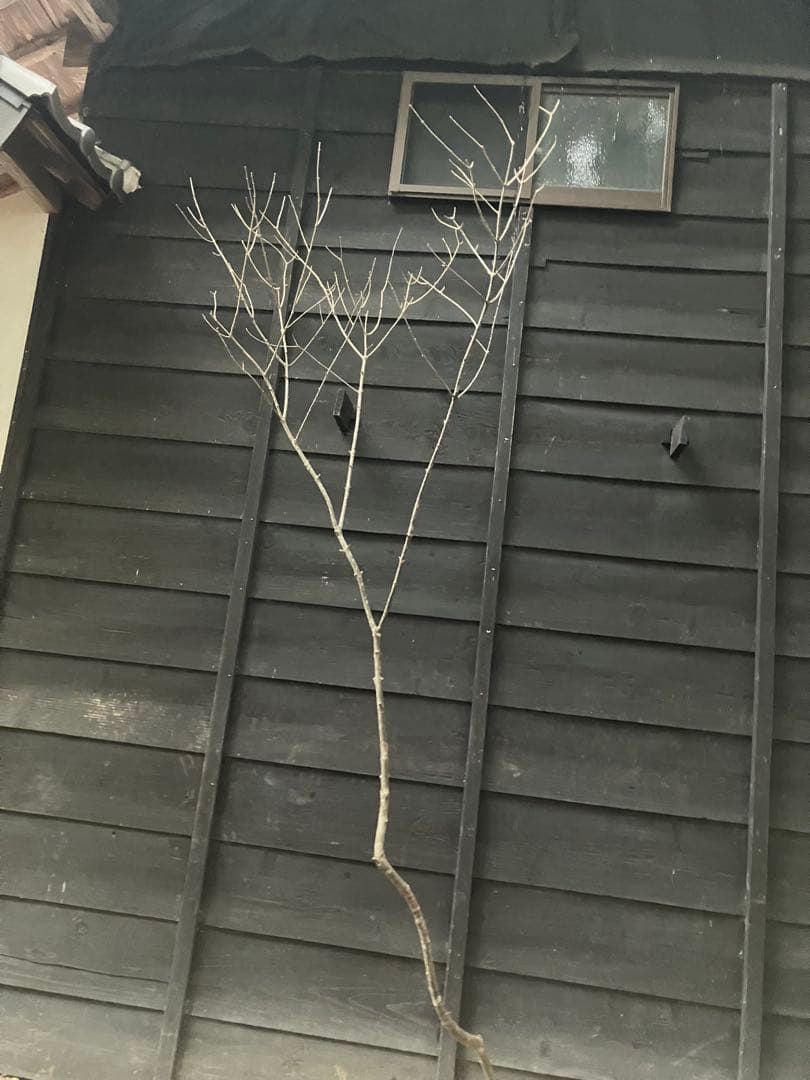 82 山採り　アオダモ