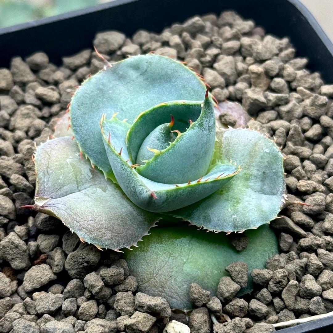 アガベ グアダラハラナ（圓葉瓜達）