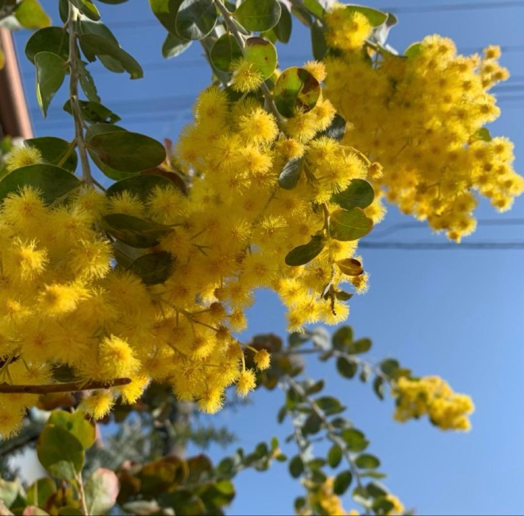 パールアカシア　樹形抜群　大量花芽つき　来春開花　大苗　ミモザ