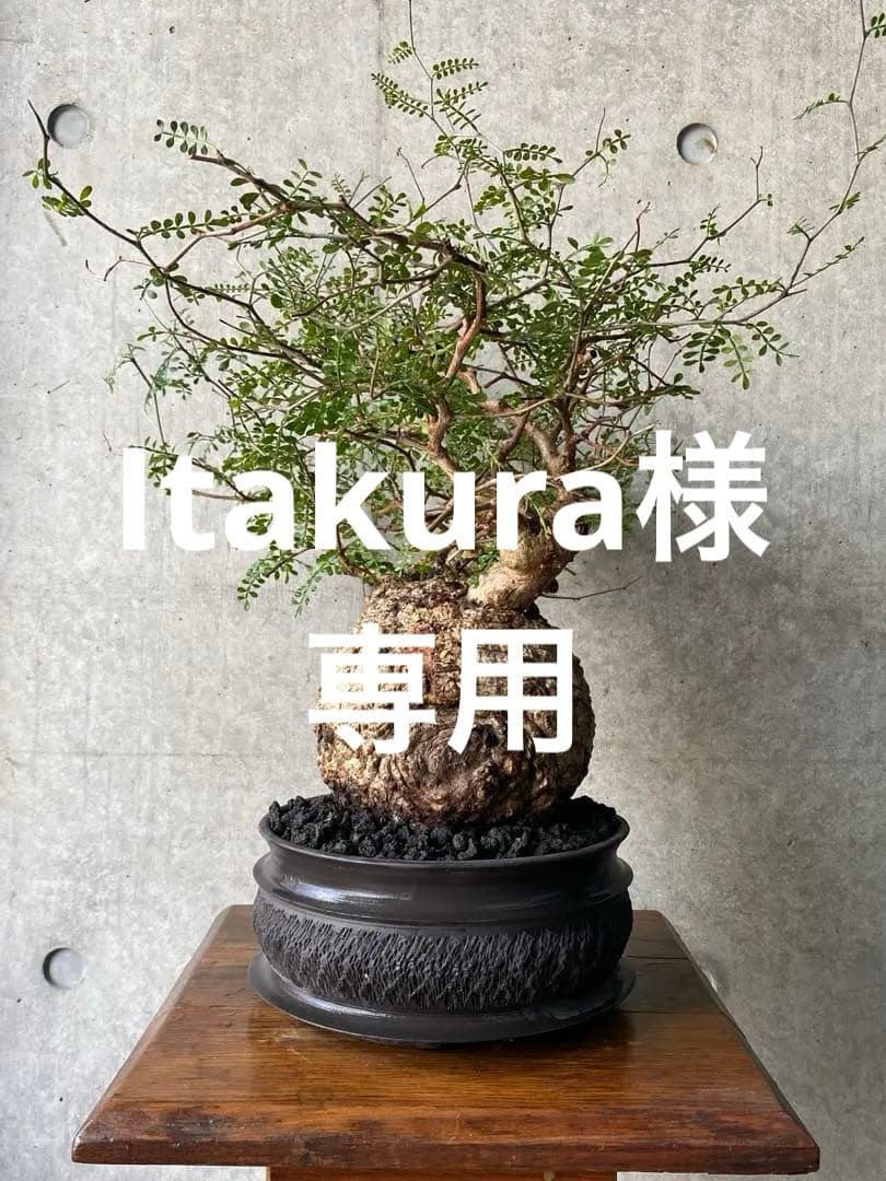 【コレクション株】　オペルクリアパキプス　goujin鉢　白肌良型　発根済