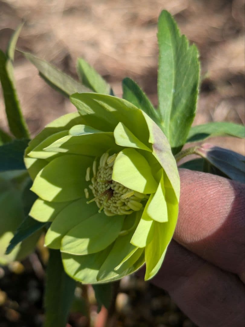 ウィンターシンフォニー クリスマスローズ【原種系ライトグリーンdd】カップ咲き