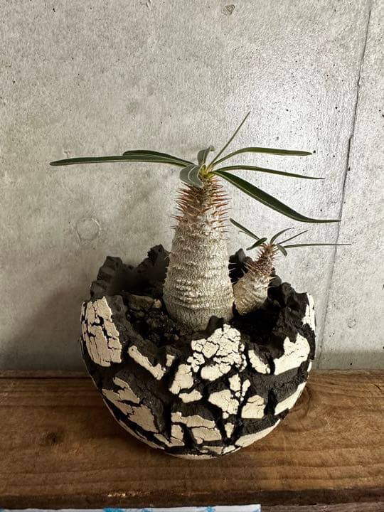 konect fang ×グラキリス