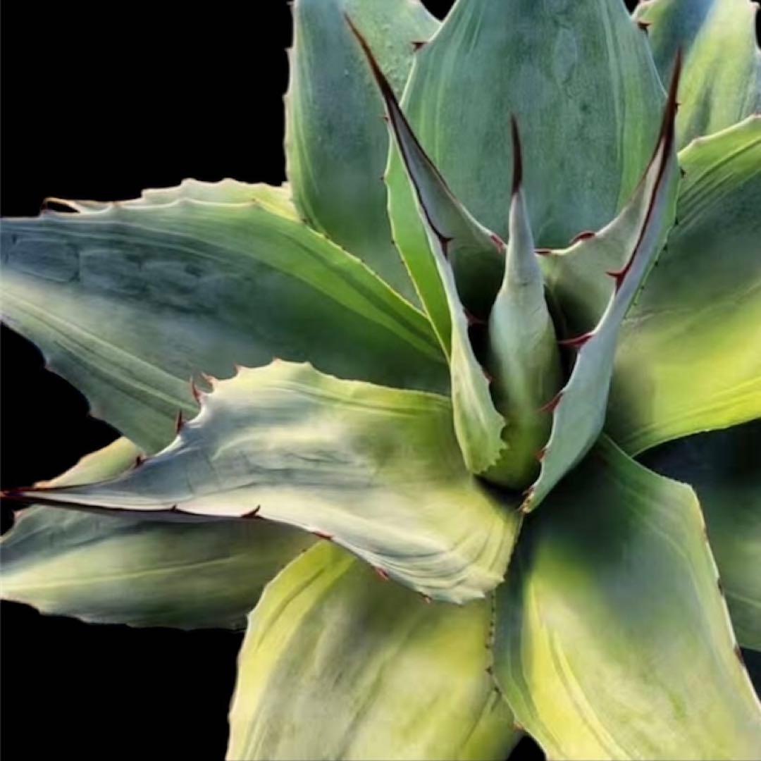 アガベ オバティフォリア 凸凹覆輪斑② 超希少株 検(キラー オルカ モビー好き