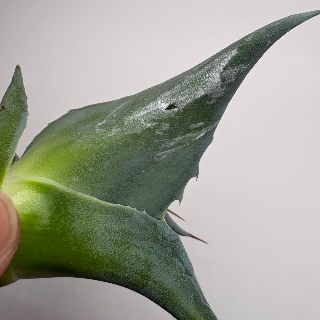 アガベ オバティフォリア 凸凹覆輪斑② 超希少株 検(キラー オルカ モビー好き