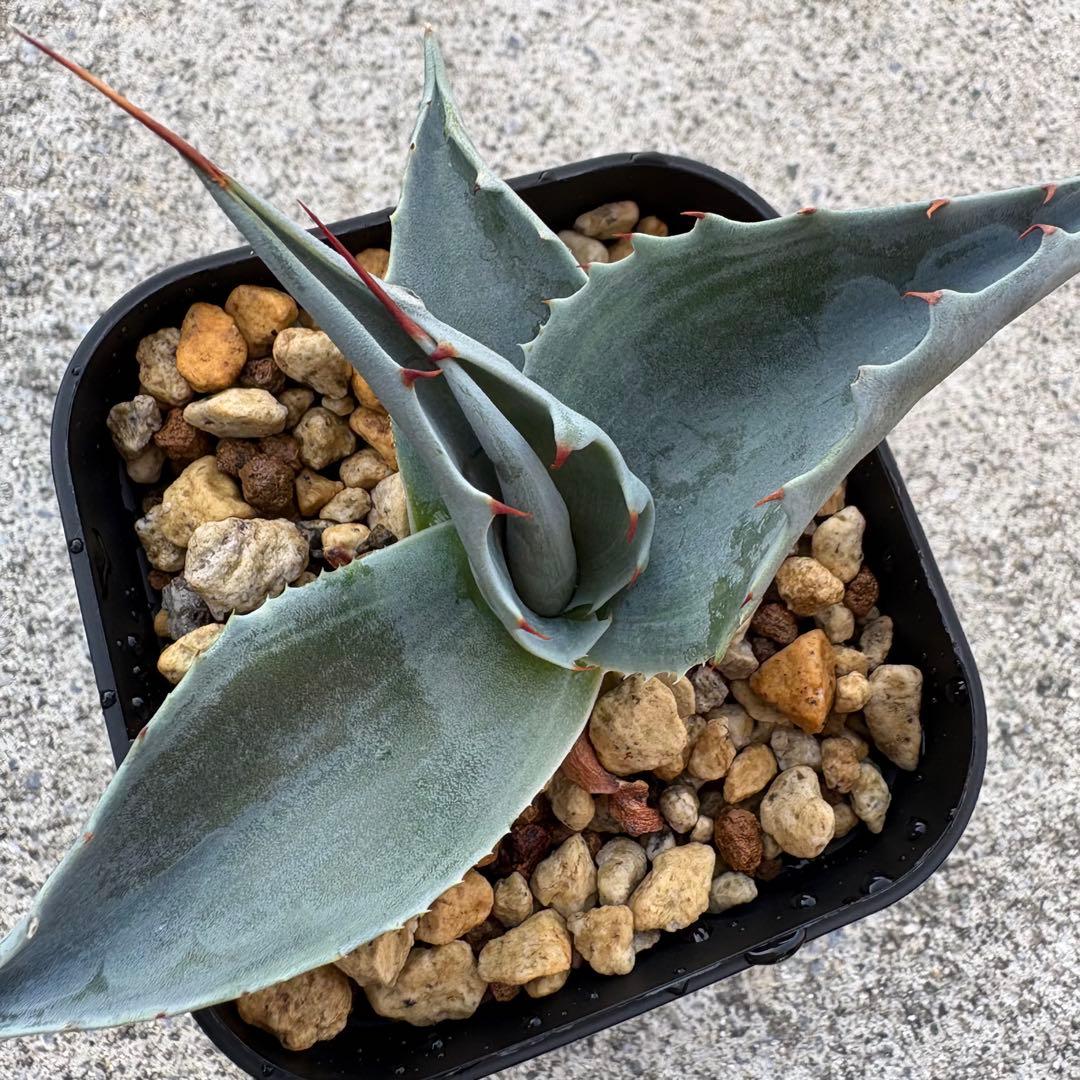 アガベ オバティフォリア 凸凹覆輪斑② 超希少株 検(キラー オルカ モビー好き