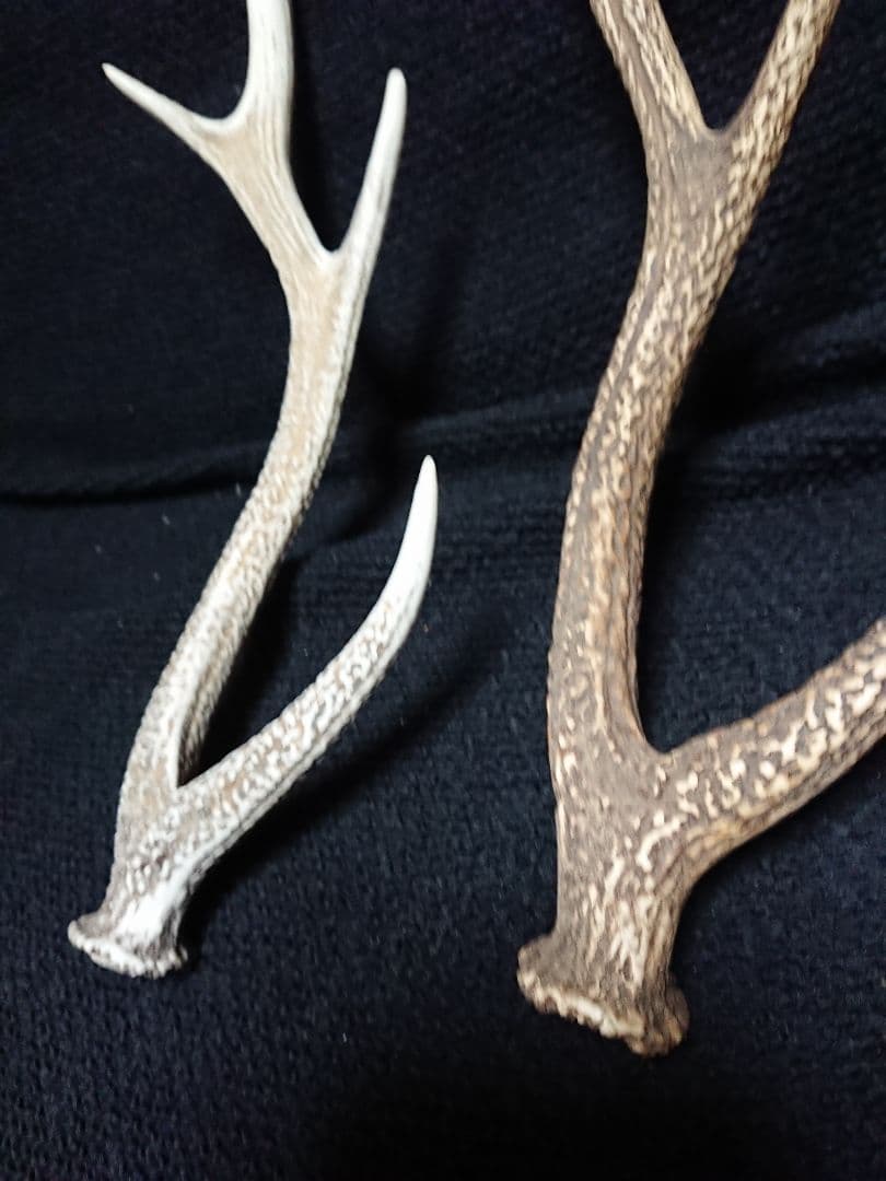 鹿の角 ２種類