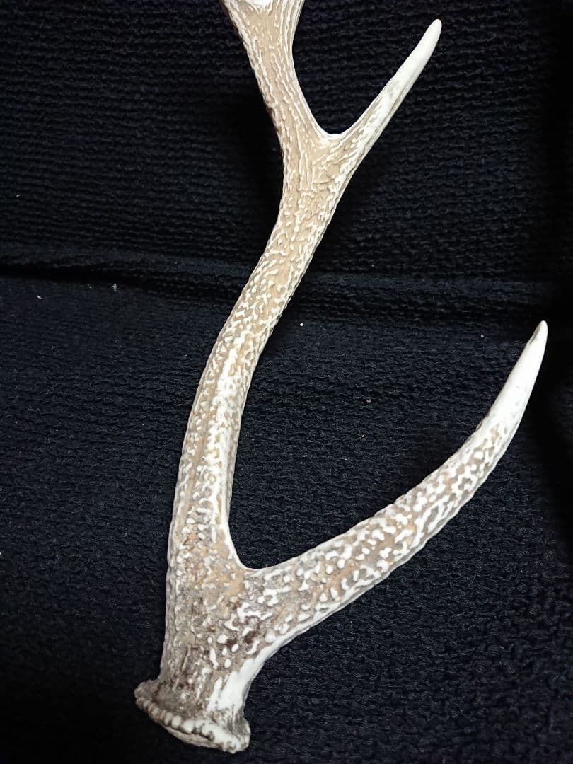 鹿の角 ２種類