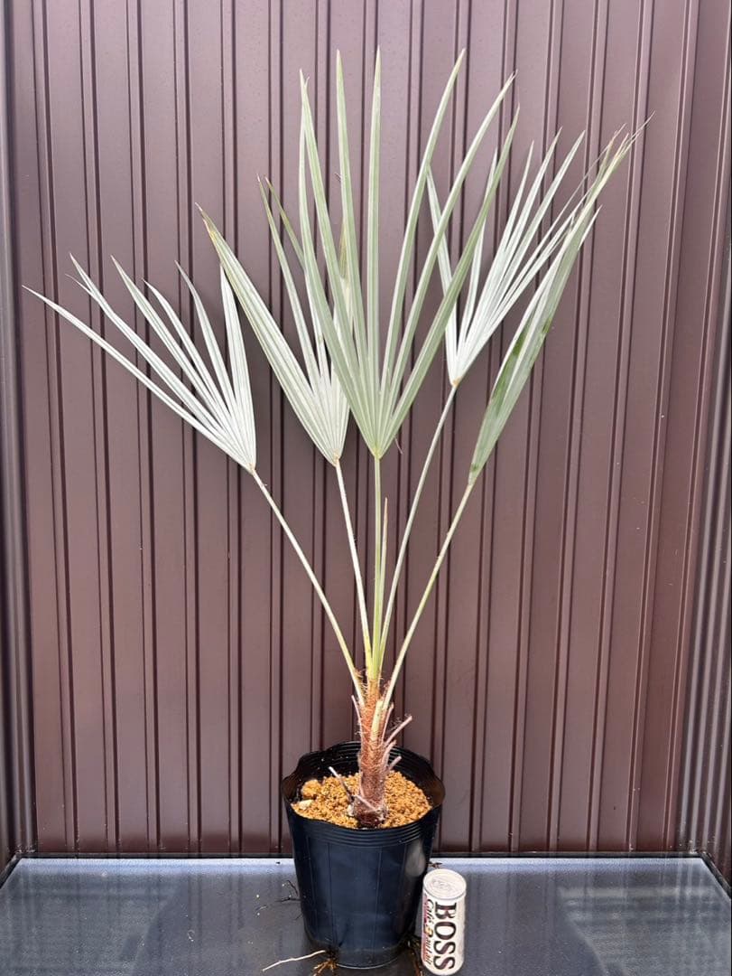 ブラヘア アルマータ A 特白個体　地植え可能株