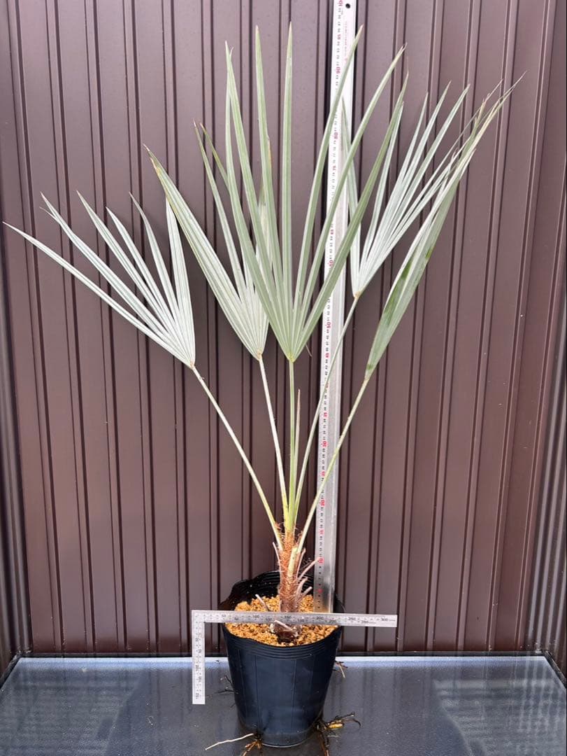 ブラヘア アルマータ A 特白個体　地植え可能株