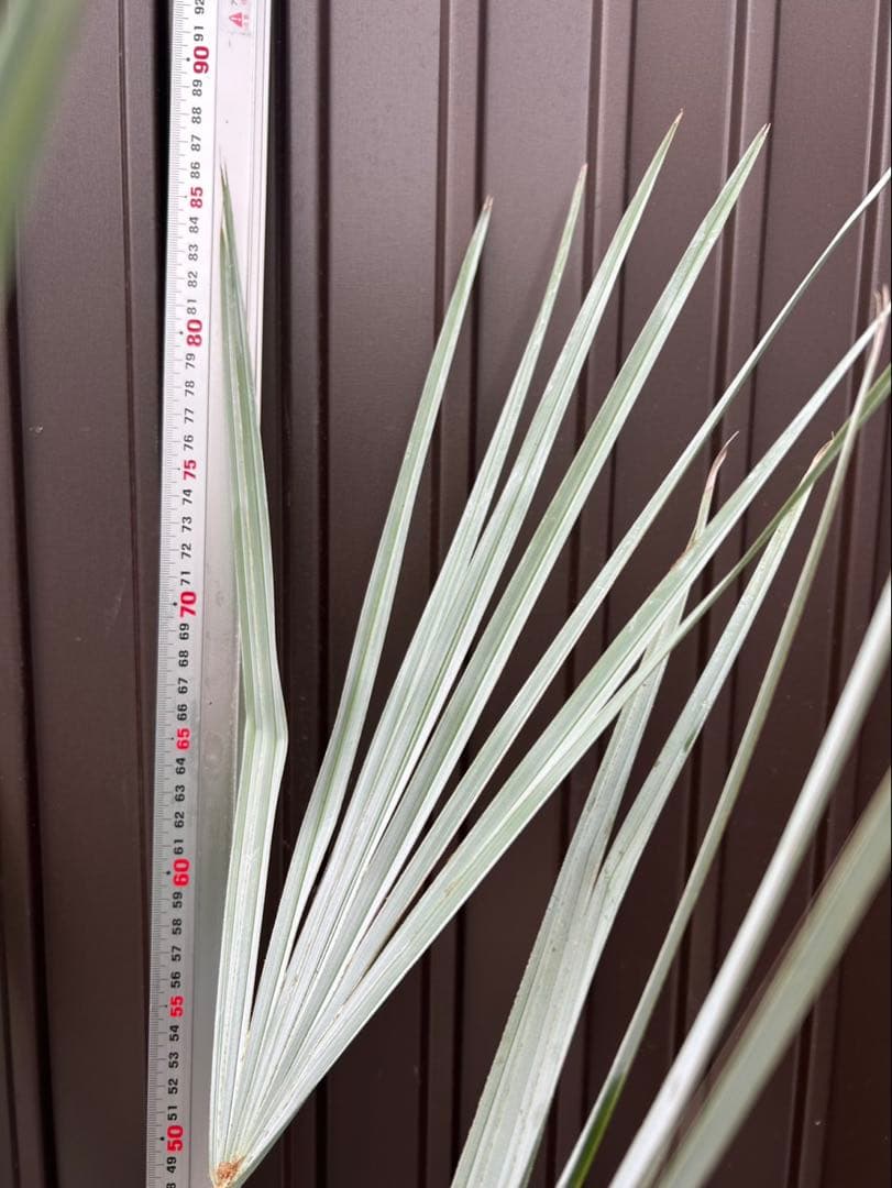 ブラヘア アルマータ A 特白個体　地植え可能株