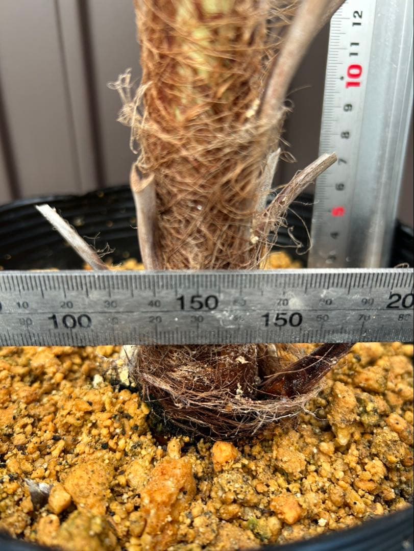 ブラヘア アルマータ A 特白個体　地植え可能株