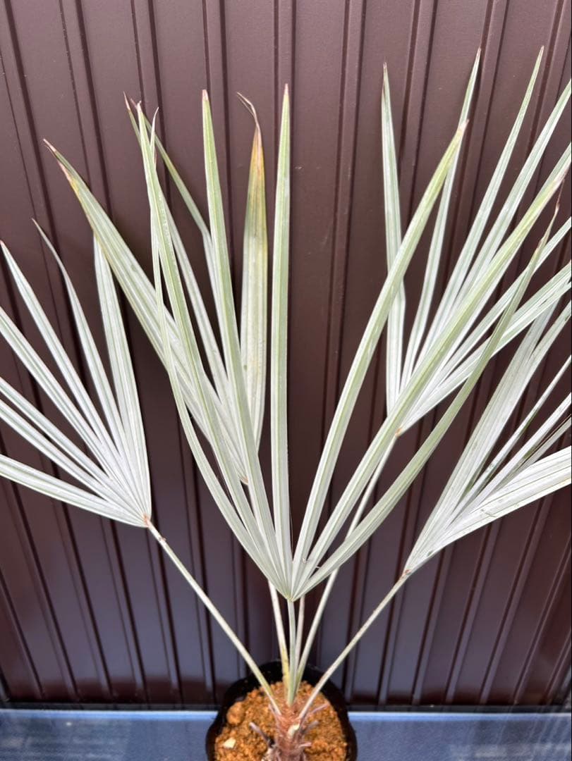 ブラヘア アルマータ A 特白個体　地植え可能株