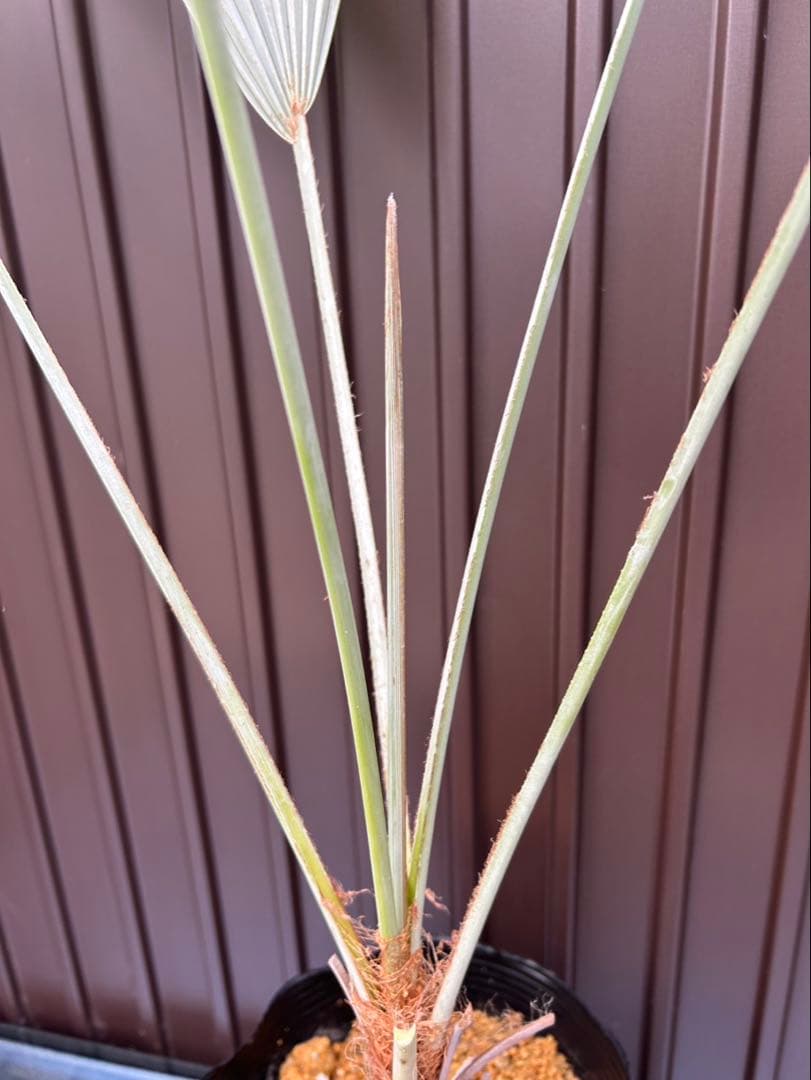 ブラヘア アルマータ A 特白個体　地植え可能株