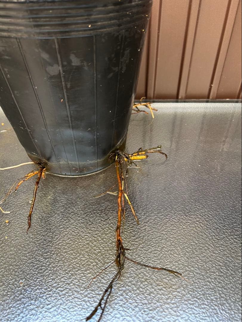 ブラヘア アルマータ A 特白個体　地植え可能株