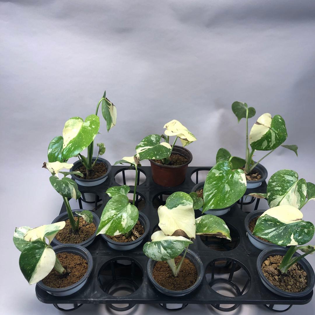 s*a様 10株セットms57訳あり【特別選抜】モンステラ・タイコンステレーショ