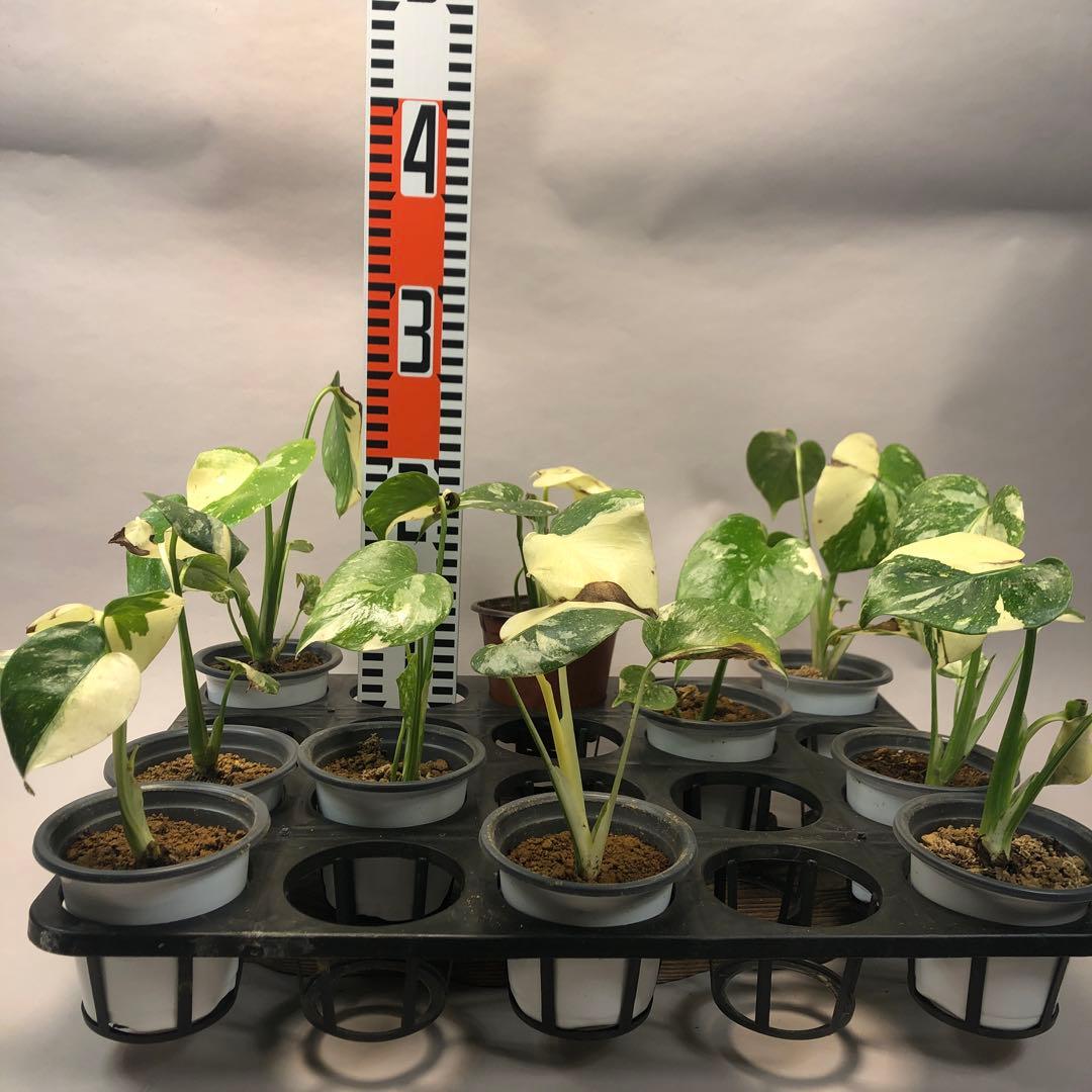 s*a様 10株セットms57訳あり【特別選抜】モンステラ・タイコンステレーショ