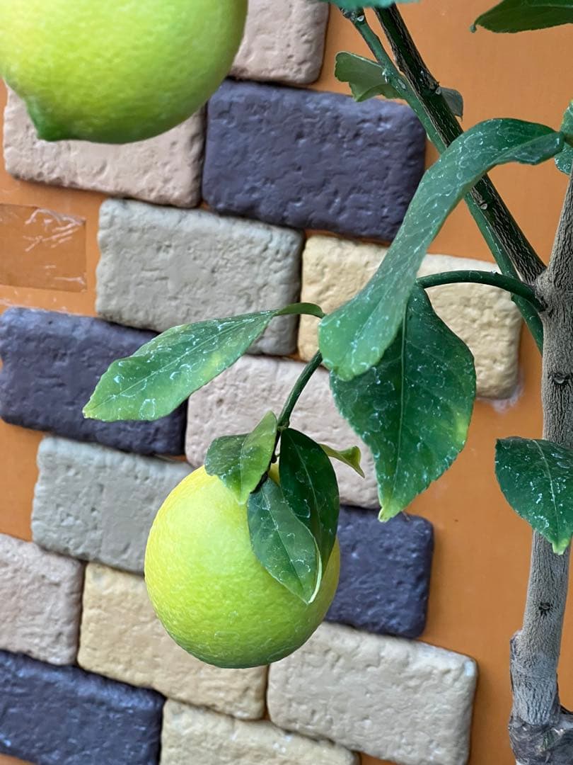 瀬戸内レモン10 ２点セット