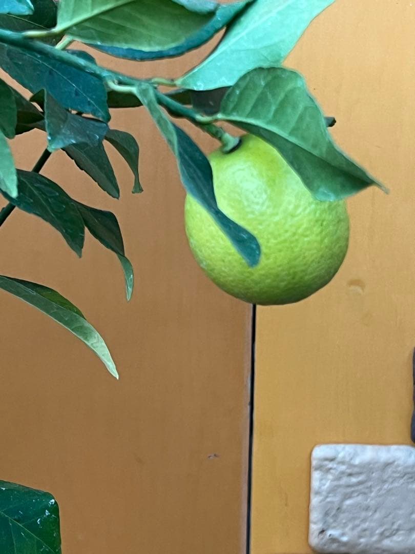 瀬戸内レモン10 ２点セット