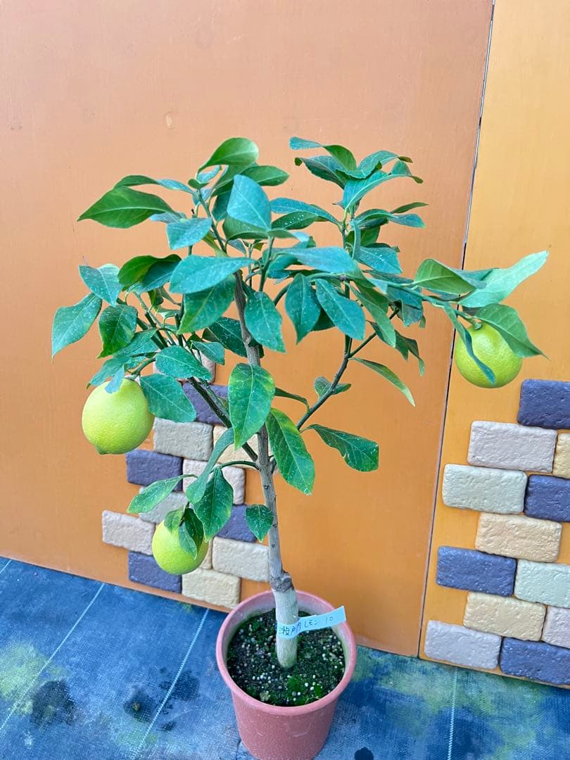 瀬戸内レモン10 ２点セット