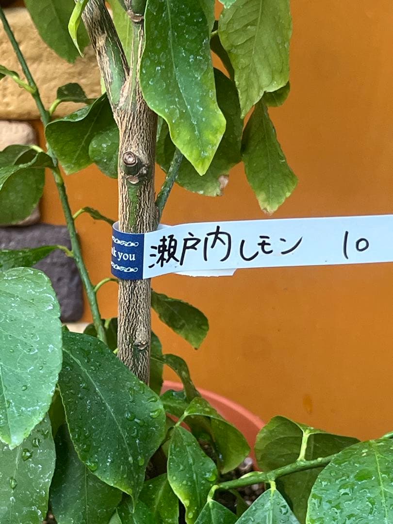 瀬戸内レモン10 ２点セット